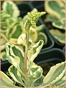 Chiastophyllum oppositifolium 'Jim's Pride'