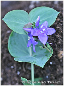 Parahebe perfoliata