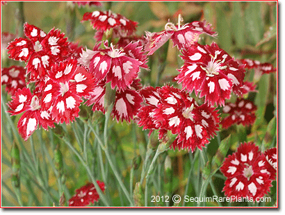 Dianthus 'Sops in Wine'