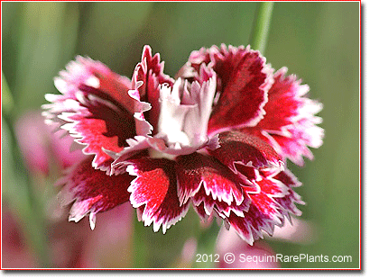 double Dianthus 'Sweetheart Abbey'