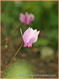 Cyclamen hederifolium
