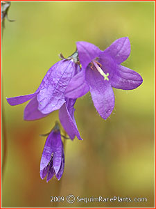 Campanula collina