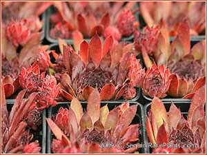 Sempervivum 'Atroviolaceum'
