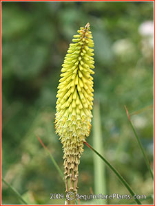 Kniphofia 'Lemon Queen'