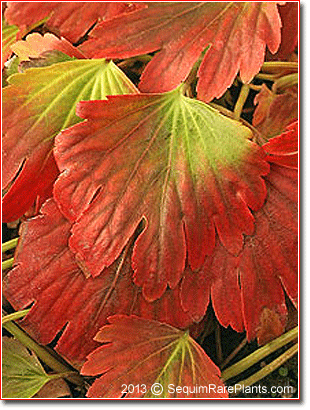 Mukdenia rossii 'Crimson Fans'