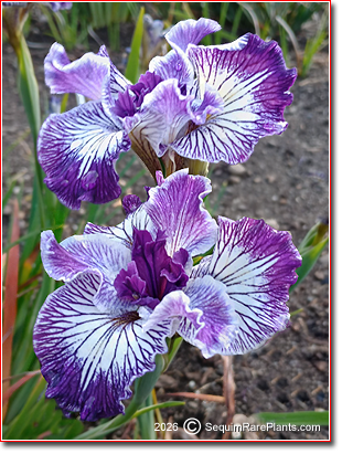 Iris x pacifica 'Bar Code'