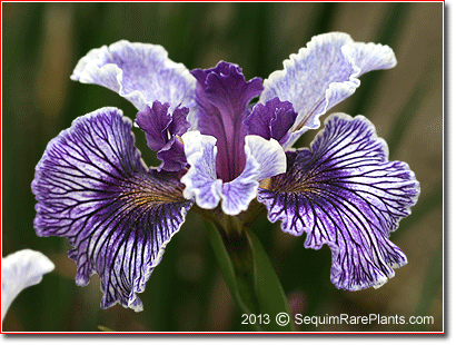 Iris 'Bay Street,' a Pacific Coast hybrid