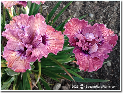Iris x pacifica 'Chemeketa'
