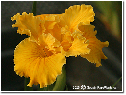 Iris x pacifica 'Ciao'