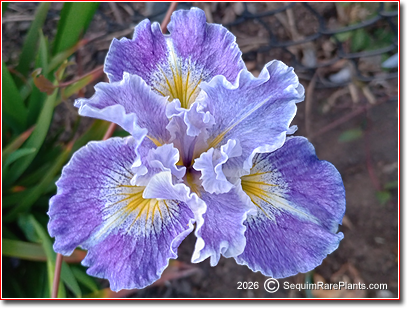 Iris x pacifica 'Idylwild'
