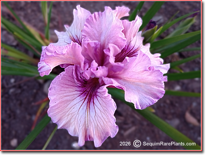 Iris x pacifica 'Life Force'