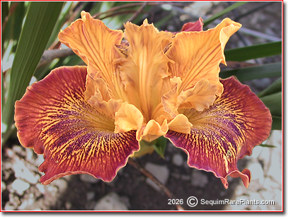 Iris x pacifica 'Lines That Rhyme'