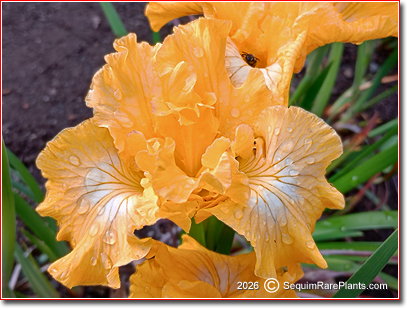 Iris x pacifica 'Mandalay Bay'