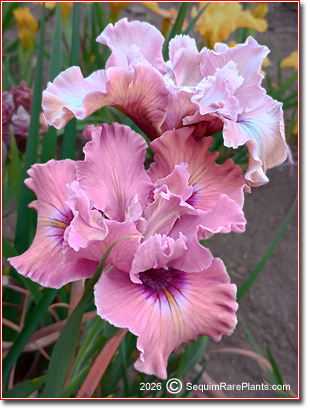 Iris x pacifica 'Marriage Proposal'