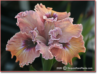 Pacific Coast Iris 'Marriage Proposal'