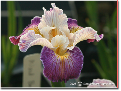 Iris x pacifica 'Mixed Bag'