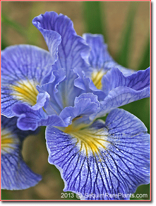 Iris 'Ocean Blue' | sequim rare plants