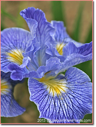 Iris 'Ocean Blue,' a Pacific Coast hybrid