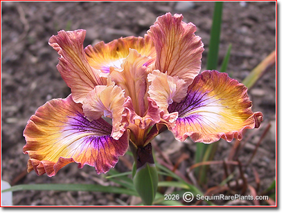 Iris x pacifica 'Wilder Ranch'