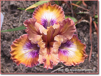 Pacific Coast Iris 'Wilder Ranch'