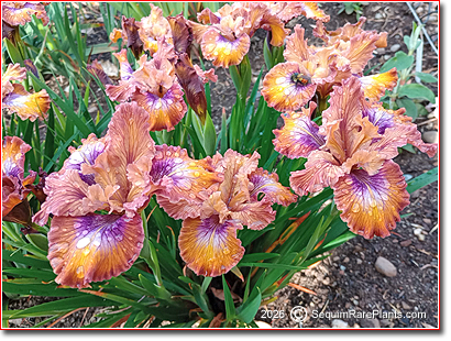 group photo of Iris 'Wilder Ranch,' taken May 11, 2025 