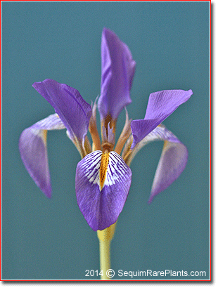 winter blooming Iris lazica