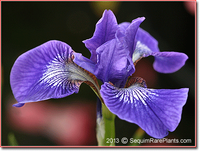 Iris sibirica 'Baby Sister'