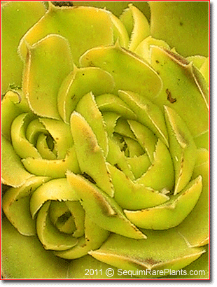 Jovibarba heuffelii 'Xanthoheuff'