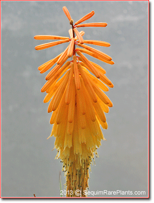 Kniphofia 'Bee's Sunset'