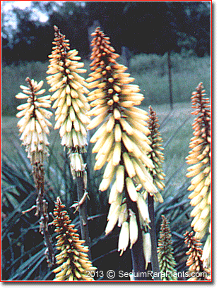 cyanotype plants Cyanotype Plant Art Print main image 0
