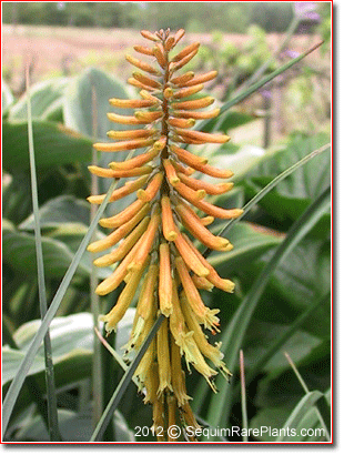 Kniphofia 'Bressingham Sunbeam'
