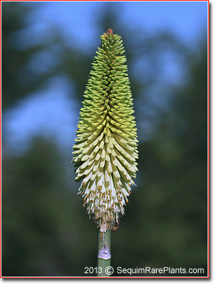 Kniphofia 'Cool Knip'