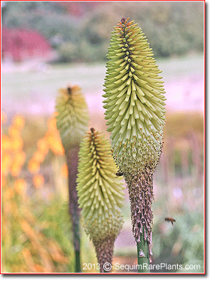 Kniphofia 'Cool Knip'