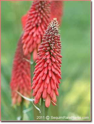 Kniphofia 'Coral'