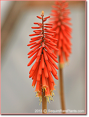 Kniphofia 'Earliest of All'