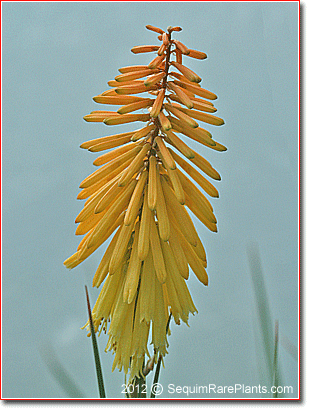 Kniphofia 'Gladness'