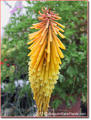 Kniphofia 'Goldmine'