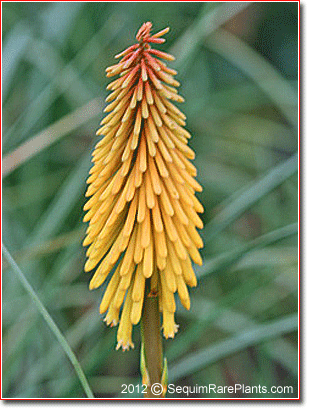 a young flowerhead of Kniphofia 'Goldmine'