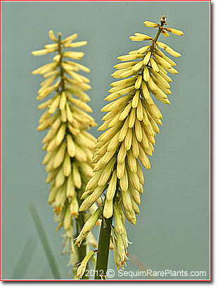 Kniphofia 'Lightning Bug'