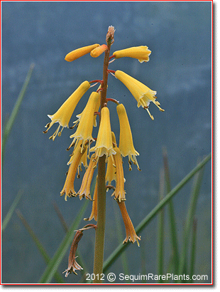 dwarf Kniphofia pauciflora