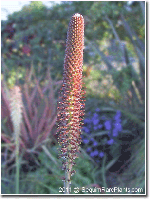 Kniphofia typhoides