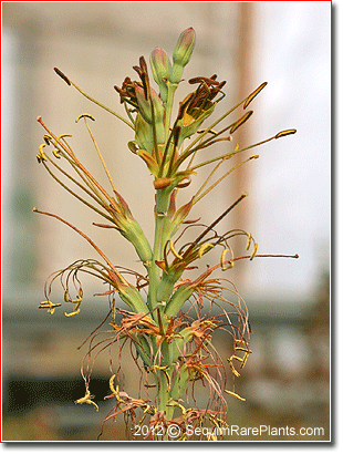 flowers of Manfreda (Agave) 'Spot'