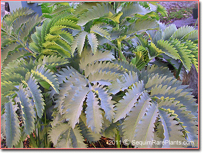 Melianthus major