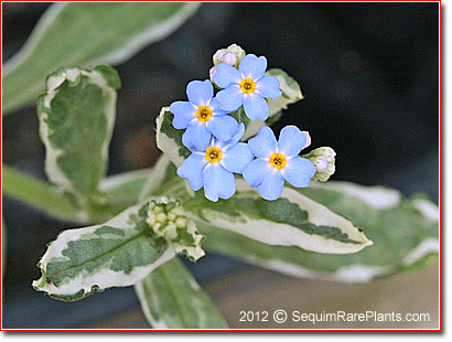 variegated forget-me-not