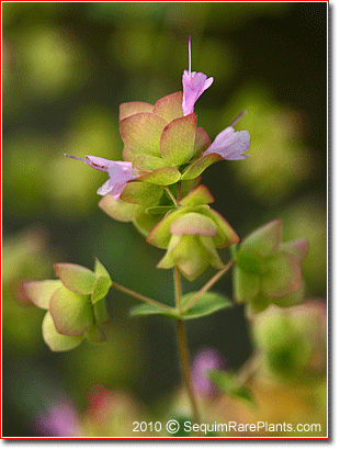 flowerheads of Origanum 'Kent Beauty'