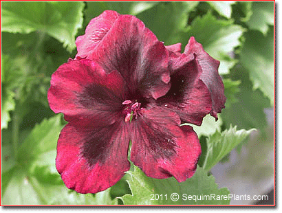 Pelargonium 'African Queen'