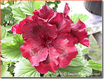 Pelargonium 'Dubonnet'