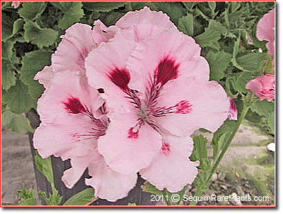 Pelargonium 'Exquisite'