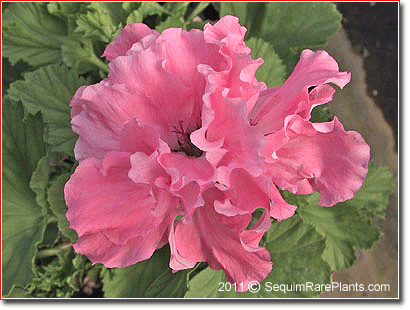 Pelargonium 'Georgia Peach'