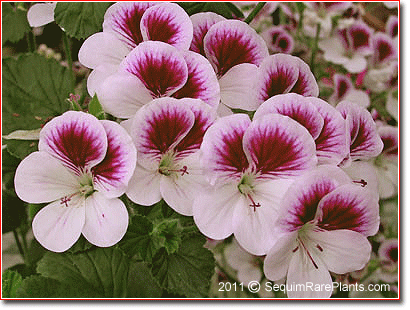 Pelargonium 'Little Rascal'